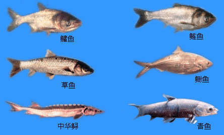 魚